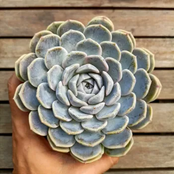 Echeveria 'Tiny Burger' (vaso9) - Foto 2