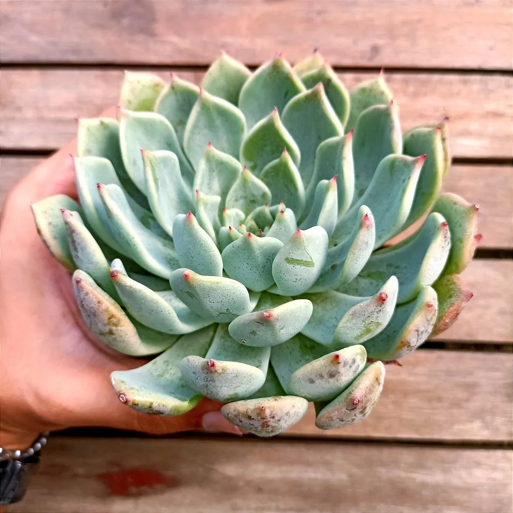 Echeveria texensis (vaso11)