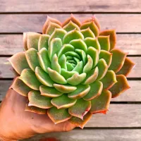 Echeveria agavoides 'Gilva Red' (vaso11)