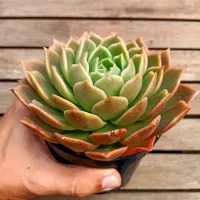 Echeveria agavoides 'Gilva Red' (vaso11) - Foto 2