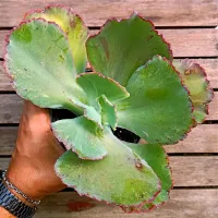 Echeveria gibbiflora híbrida (rajada borda rosa - vaso11)
