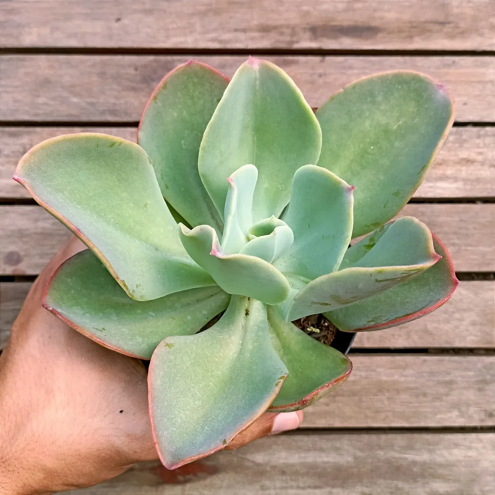 Echeveria gibbiflora híbrida (verde borda rosa - vaso11)
