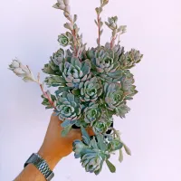 Echeveria 'Angel' (colônia G - vaso11)