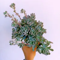 Echeveria 'Angel' (colônia G - vaso11) - Foto 2