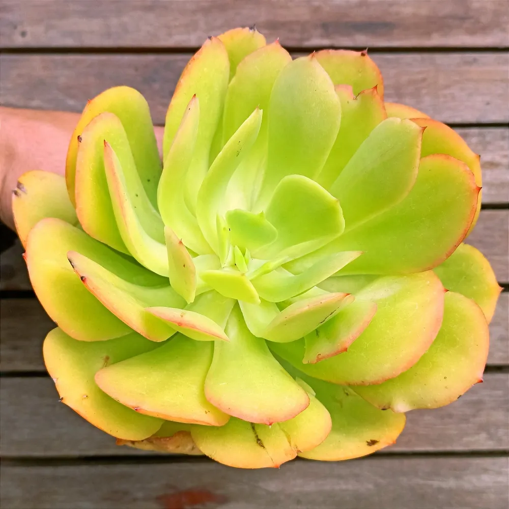 Echeveria gibbiflora híbrida (verde claro - vaso11)