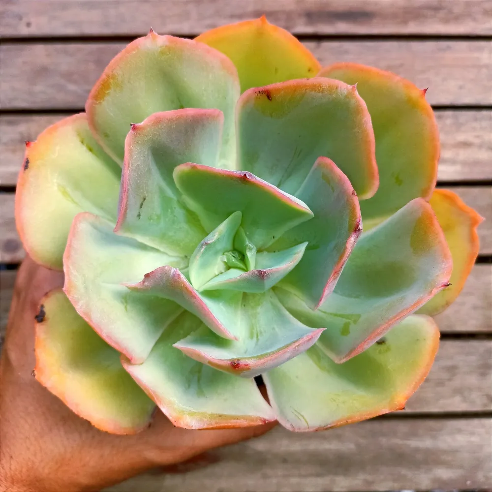 Echeveria gibbiflora híbrida (azulada com borda rosa - vaso11)