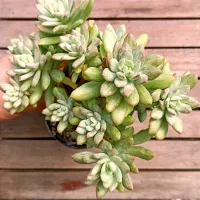 Echeveria 'Mini Belle' monstruosa variegata (colônia única - vaso11) - Foto 2