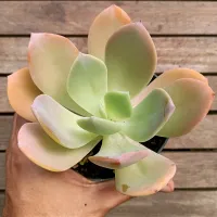 Echeveria gibbiflora híbrida (clara - vaso11)