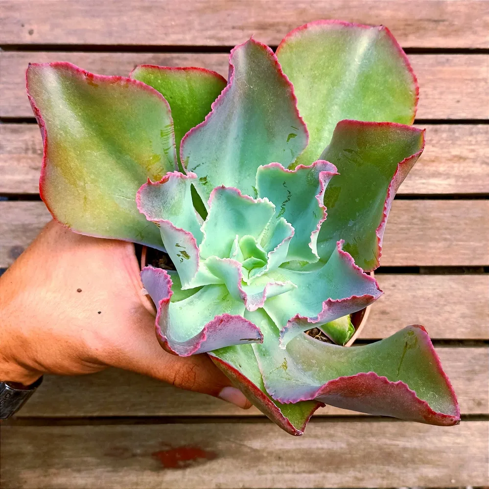Echeveria gibbiflora híbrida (crespa azul e rosa - vaso11)