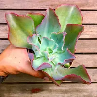 Echeveria gibbiflora híbrida (crespa azul e rosa - vaso11)
