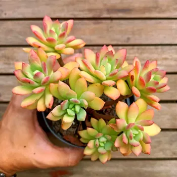 Echeveria 'Mini Belle' (colônia - vaso11) - Foto 2