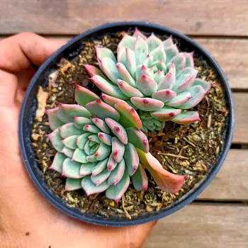 Echeveria cuspidata x Beatrice (vaso11)
