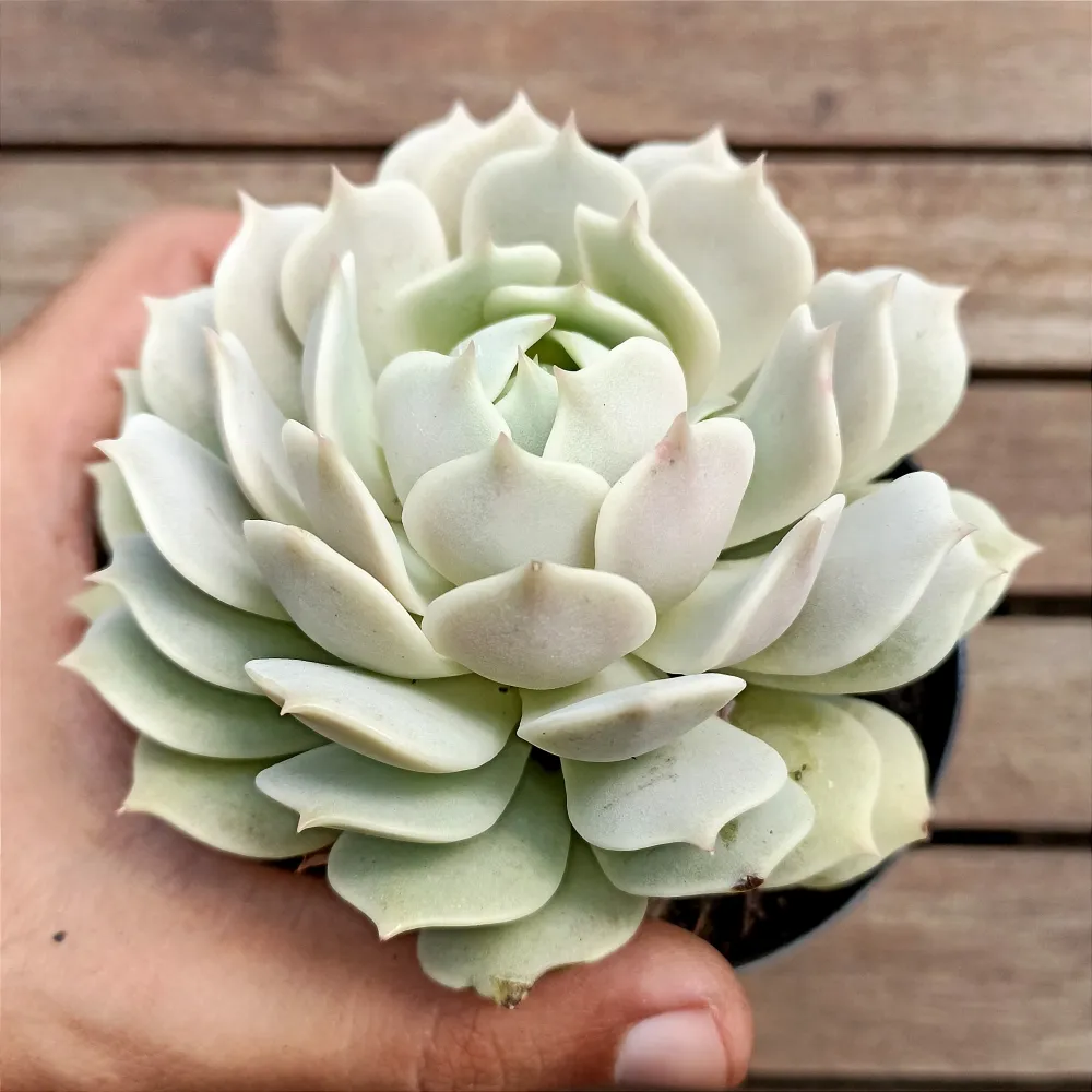 Echeveria 