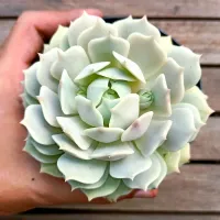 Echeveria 'Lola' (vaso11) - Foto 2