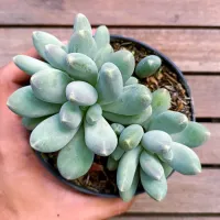 Pachyphytum híbrido (vaso11)