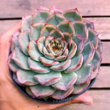 Echeveria 