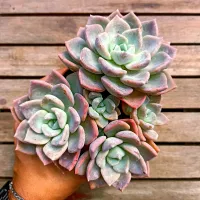 Graptoveria 'Blue Song' (colônia - vaso11)