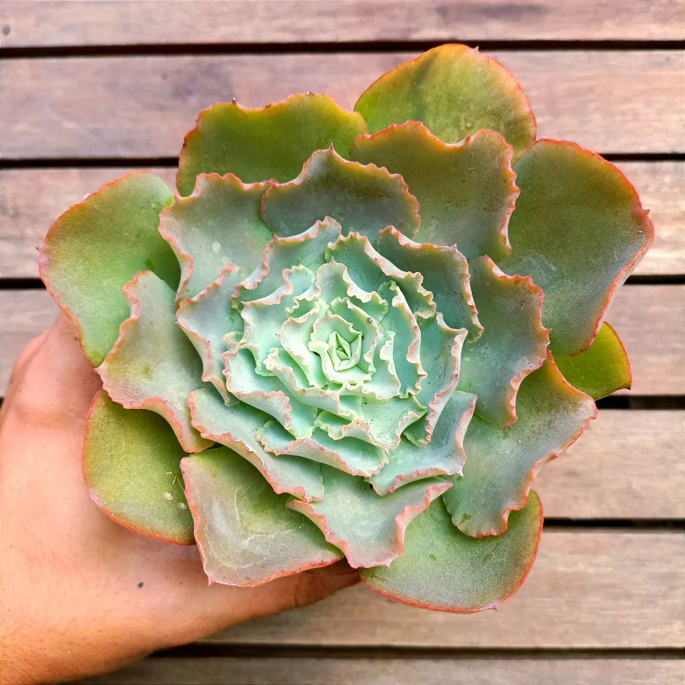 Echeveria híbrida rubromarginata x shaviana (fica gigante - vaso11)