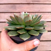 Echeveria híbrida (vaso11) - Foto 2