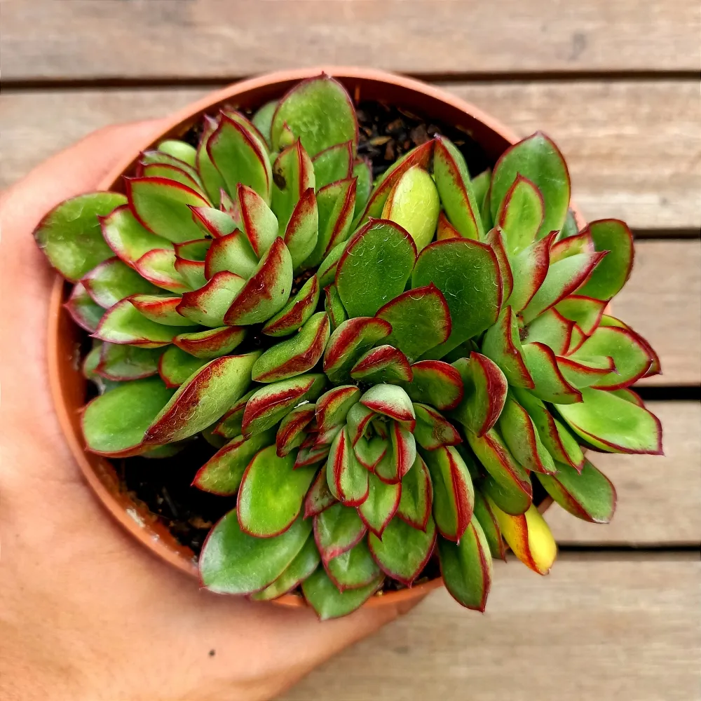 Echeveria 