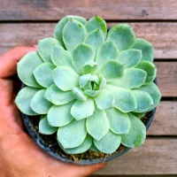 Echeveria 'Onslow'  (vaso11)