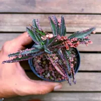 Kalanchoe 'Pink Butterfly' (3 mudas - vaso9)