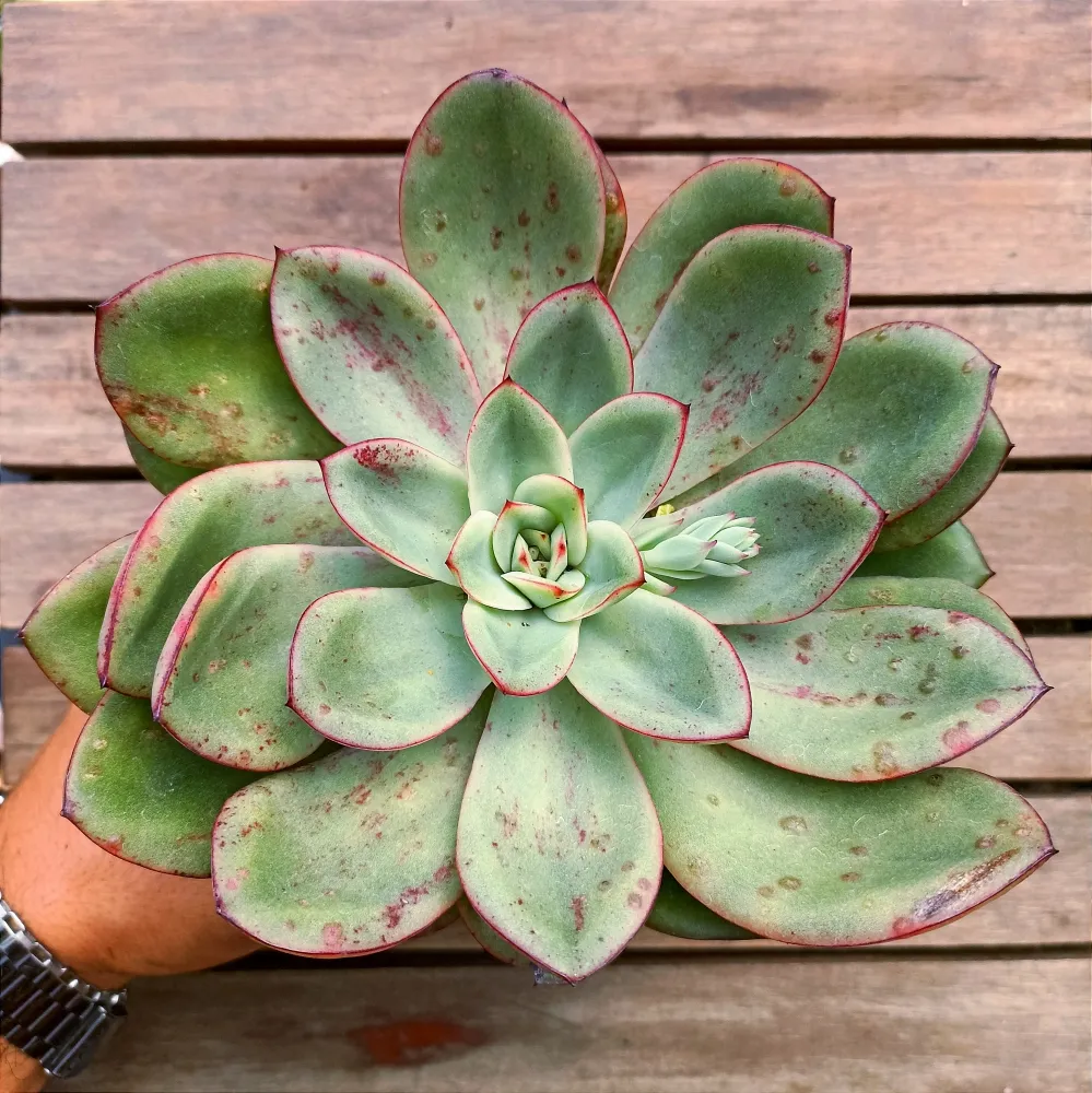 Echeveria híbrida pintada (única - vaso11)