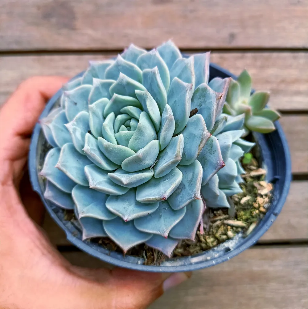 Echeveria híbrida azul (única - vaso11)