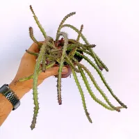 Euphorbia saxorum (vaso11)