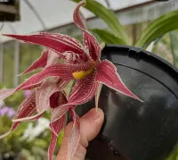 Paphinia majestic - Foto 2