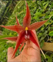 Paphinia majestic - Foto 3