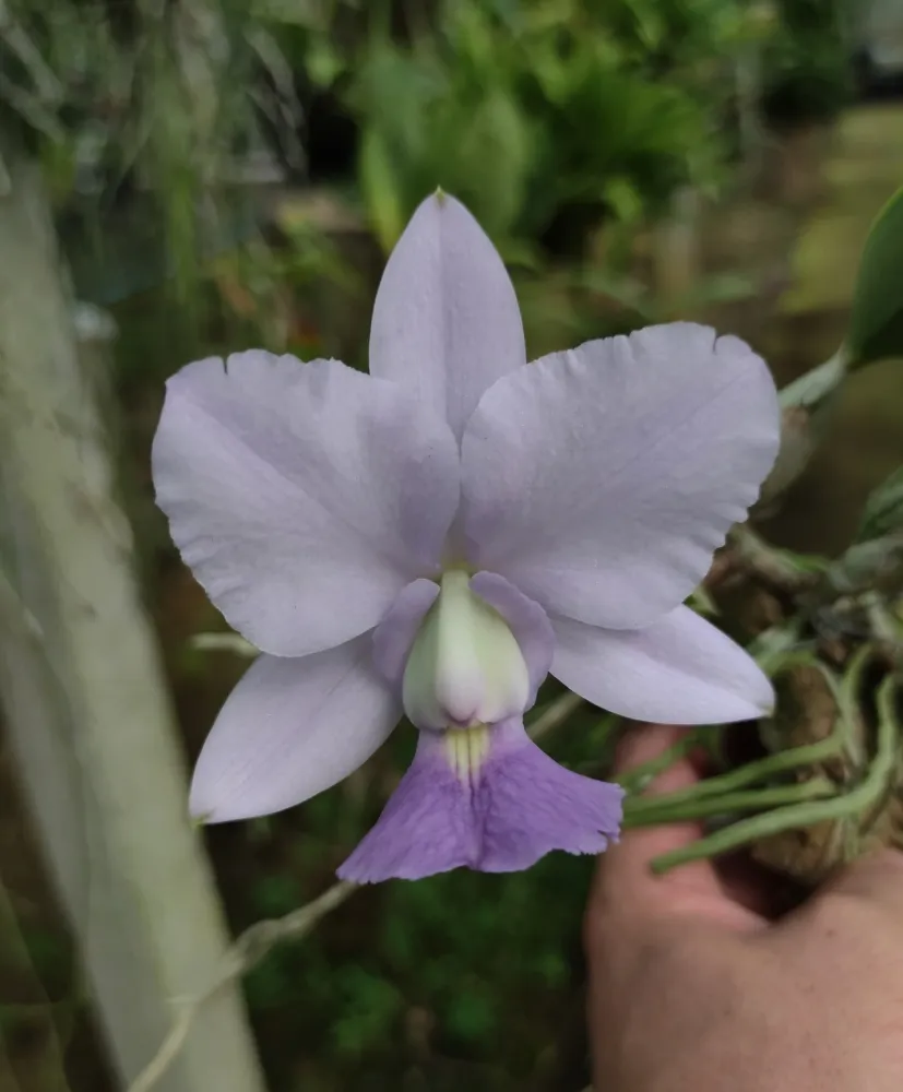 Cattleya Walkeriana coerulea ( A15 coer. 