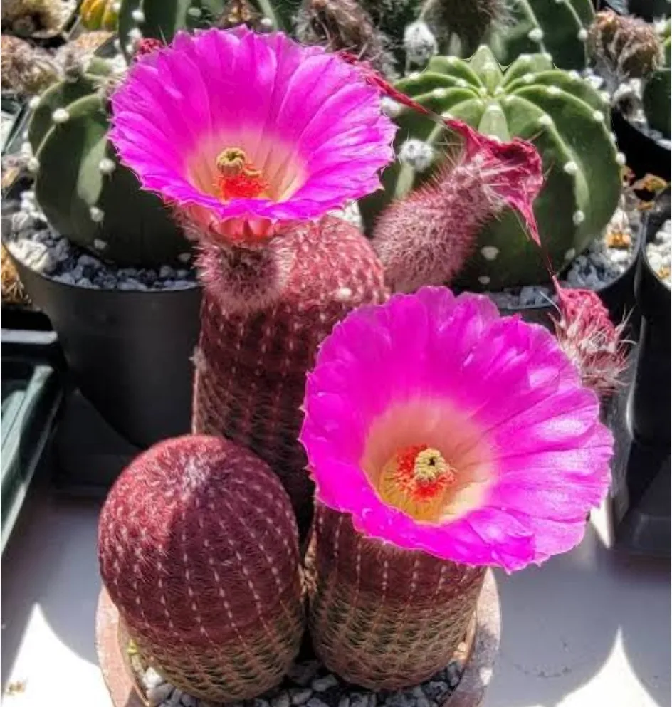Echinocereus rigidissimus var. rubispinus (Cacto arco-íris - vaso7)