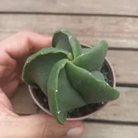 Astrophytum myriostigma var nudum (mutação borda curvada - vaso7) - Foto 2