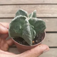 Astrophytum myriostigma cv. 'Fukuryu' (vaso9) - Foto 2