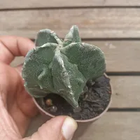 Astrophytum myriostigma cv. 'Fukuryu' (vaso9) - Foto 3