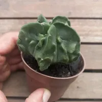 Astrophytum nudum cv. 'Fukuryu' (vaso9)