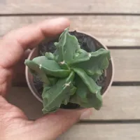 Astrophytum nudum cv. 'Fukuryu' (vaso9) - Foto 2