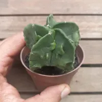 Astrophytum nudum cv. 'Fukuryu' (vaso9) - Foto 3