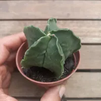 Astrophytum myriostigma var. nudum (mutação bordas onduladas - vaso7)