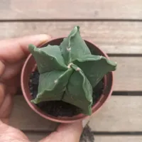 Astrophytum myriostigma var. nudum (mutação bordas onduladas - vaso7) - Foto 2