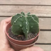 Astrophytum nudum cv. 'Fukuryu' (multicostatum 7 pontas - vaso9) - Foto 2