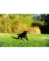 Chuckit Tennis Ball - Foto 2