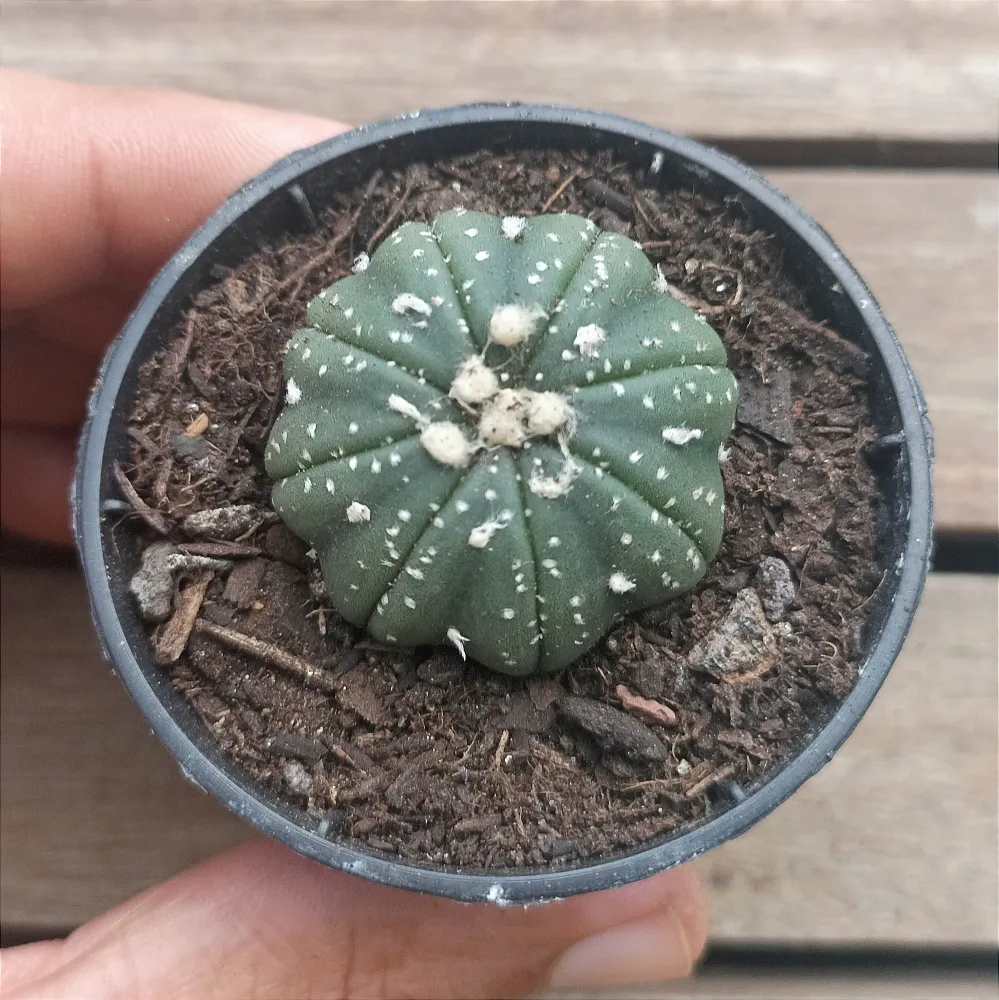 Astrophytum asterias cv. 