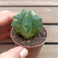 Astrophytum cv. 'Kikko' variegata (vaso6)