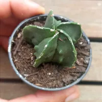 Astrophytum nudum cv. 'Fukuryu' (vaso6) - Foto 2
