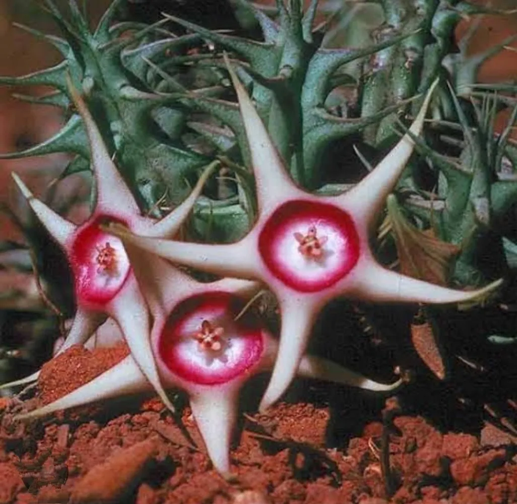 Huernia verekeri (3 hastes)