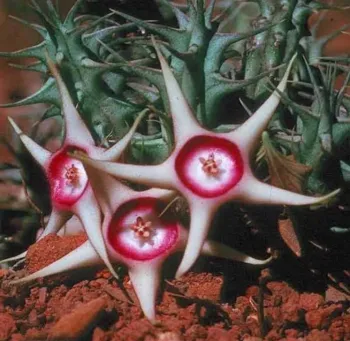 Huernia verekeri (3 hastes)