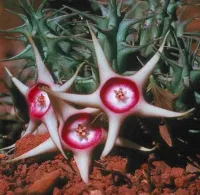 Huernia verekeri (3 hastes)