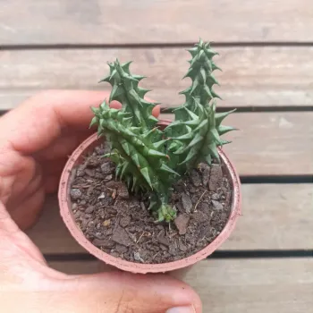 Huernia verekeri (3 hastes) - Foto 2